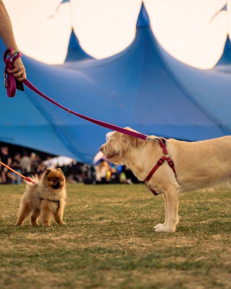 First Aid for Your Dogs at Pohoda 2024